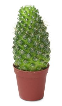 A small cactus in a brown pot is isolated on a white background