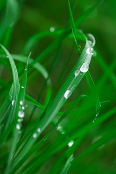 Drops of water on green grass. Shallow depth of field, a RGB.