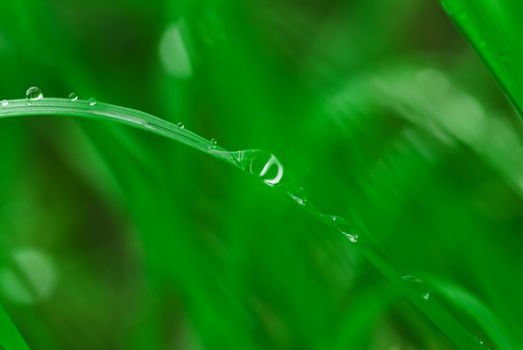 Drops of water on grass. Shallow depth of field, a RGB.