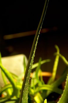 vivid green aloe vera plant on a vase close up