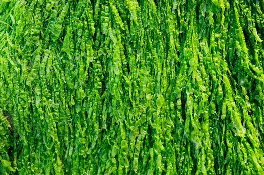 Bundle of green algae on the seabed