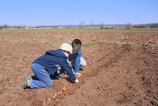 Two cute boys playing and sowing onion. 