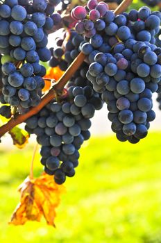 Red grapes growing on vine in bright sunshine