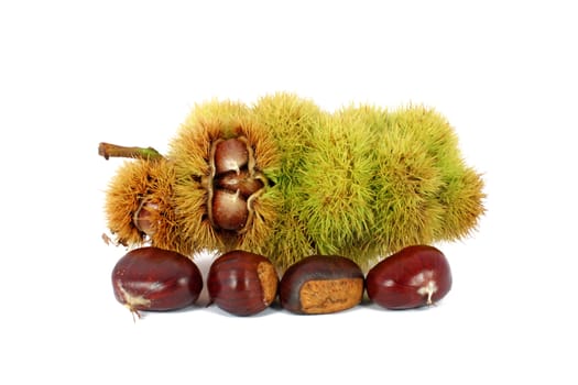Chestnuts inside husk isolated on white