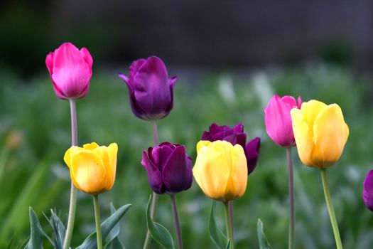beautiful tulips, beautiful flowers, nature photo