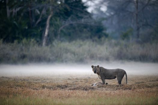 In a morning fog a lioness with the caught antelope.