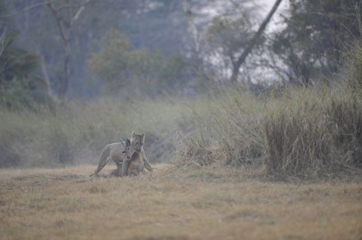 In a morning fog a lioness with the caught antelope.