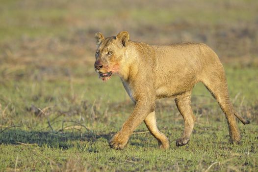 Lioness after hunting. A portrait of a lioness with a blood-stained mouth.