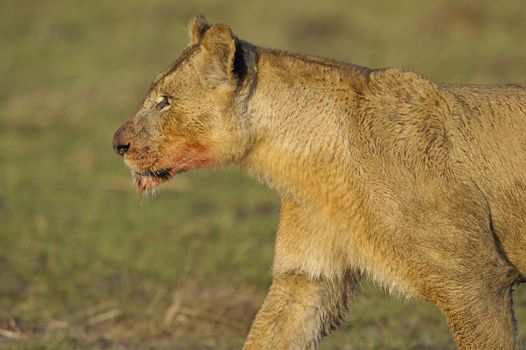 Lioness after hunting. A portrait of a lioness with a blood-stained mouth.