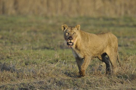 Lioness after hunting. A portrait of a lioness with a blood-stained mouth.