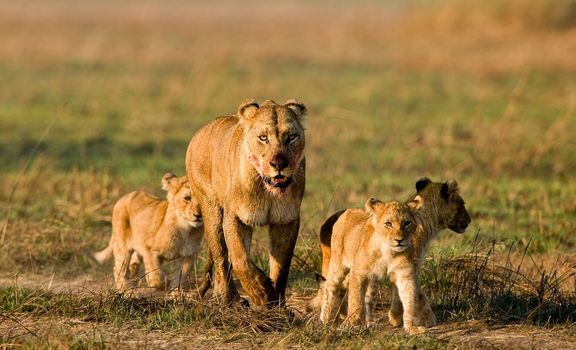 Lioness with three cubs. The lioness after hunting conducts cubs to prey.