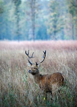 Barasingha, also called Swamp Deer,  (species Cervus duvauceli), graceful deer, belonging to the family Cervidae (order Artiodactyla), 