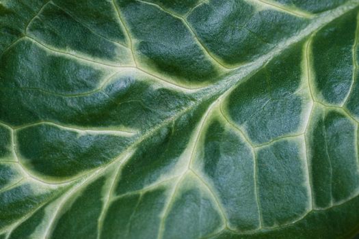 Leaf of Lords and Ladies in close view 