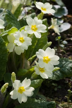 Common primrose or English primrose blooming in the forest in april