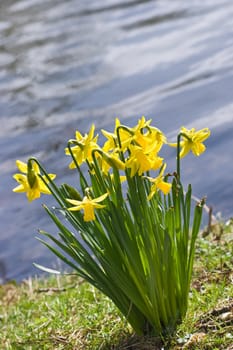 Yellow daffodils in spring at the waterside