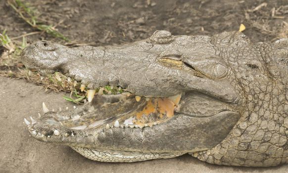 Crocodile shows his teeth