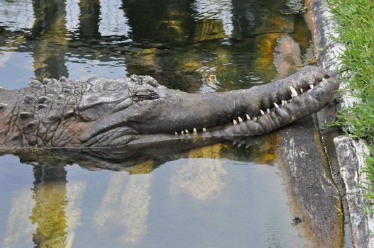Crocodile snoozes on the bank