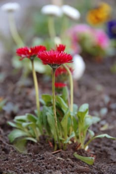 red spring flowers with green leaves natural background