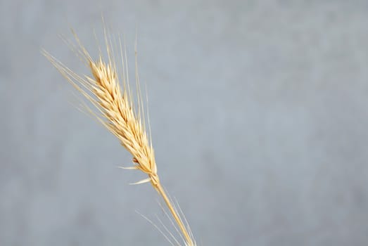 one yellow dry wheat ear isolated over gray background