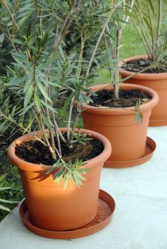 large brown plant pots in yard, sunny twig