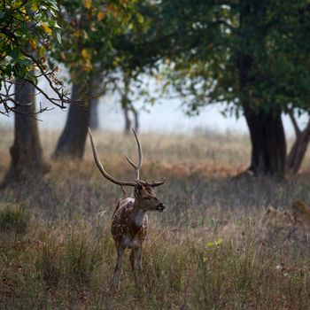 Male Axis or Spotted Deer (Axis axis) INDIA Kanha National Park