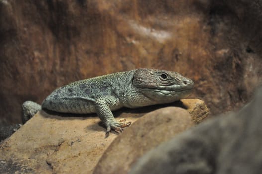 Lizard on a rock