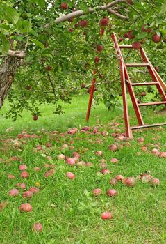 Apple season. Green orchard with wooden ladder to pick up apples.
