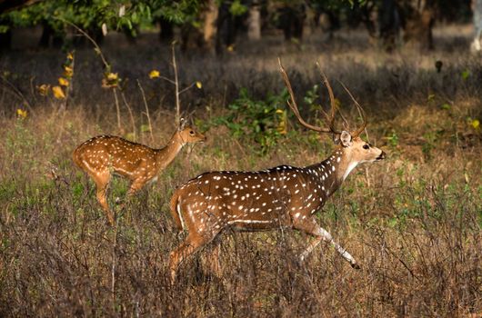 Axis or Spotted Deer (Axis axis) INDIA Kanha National Park