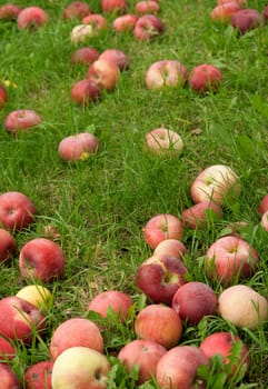 Fallen red apples in green grass. Autumn background.