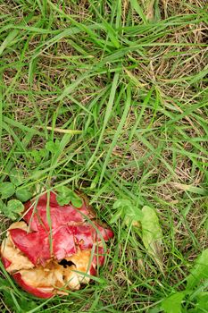 Crushed red apple in green grass, with copy space.