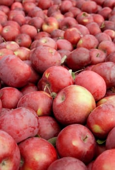 Freshly picked tasty red apples, vertical background.