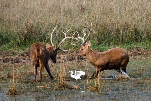 Duel of swamp deer. The marriage period. The referee.