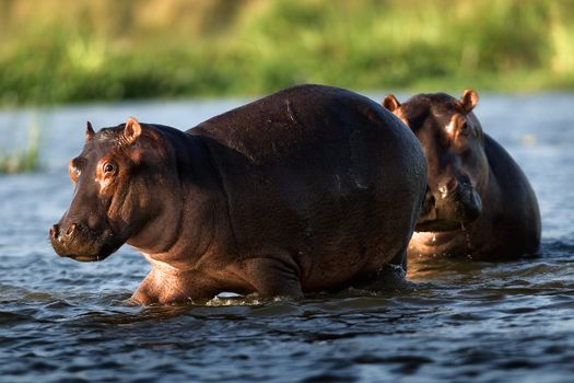 Two hippopotamuses. / The river Zambezi. Zambia. Africa.