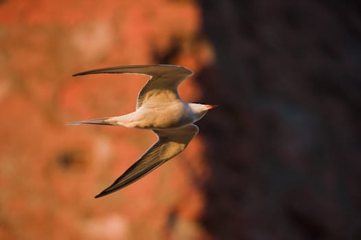 Movement direction. Against a brick wall, an old Beacon, the bird quickly flies, as an arrow, showing a direction.