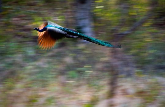 Flying peacock. A flying peacock. Foliage. Movement