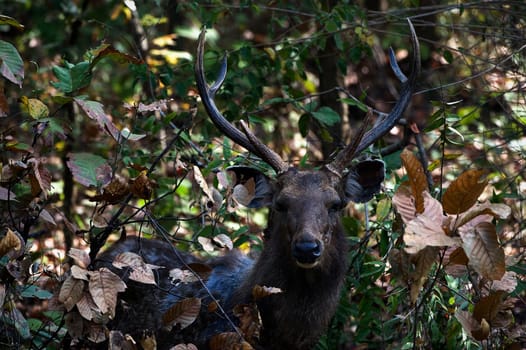 The Indian Sambar is mostly found in damp woodland environments, favouring locations near to marshes and woodland swamps.