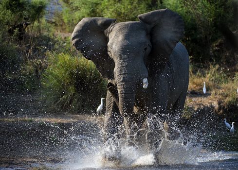 Have angered. The angered elephant runs on water in splashes.The river Zambezi. Zambia. Africa