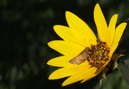Macro of back of Moth feeding on a brightly sunlit Sunflower with dark soft focus background