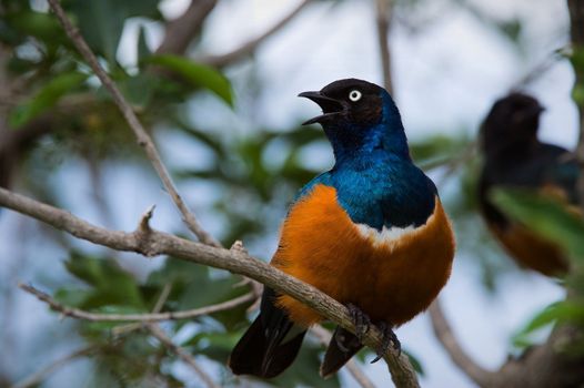 Colourful bird Superb Starling sits on a branch on a bright blue-green background.