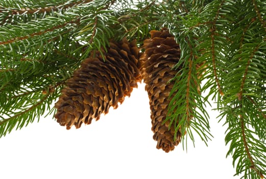 close-up fir tree with cones, isolated on white