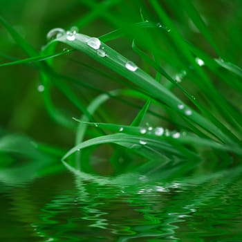 Drops of water on green grass. Selective focus, a RGB.