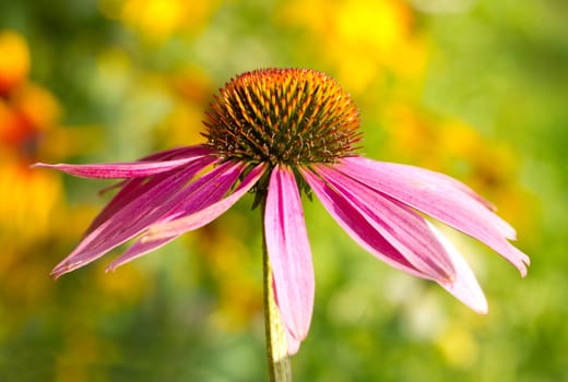 echinacea flower against green background