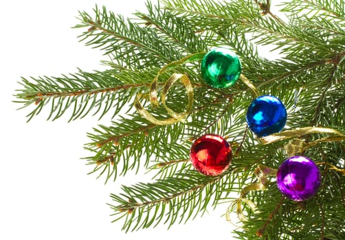 close-up firtree branch with small balls, isolated on white