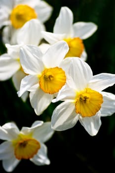 Yellow and white daffodils blooming in springtime in the sunshine