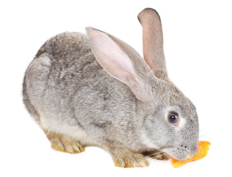 close-up rabbit eating carrot, isolated on white