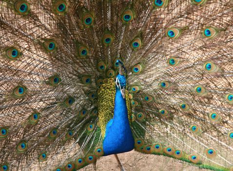 a wide open peacock, blue and green feathers