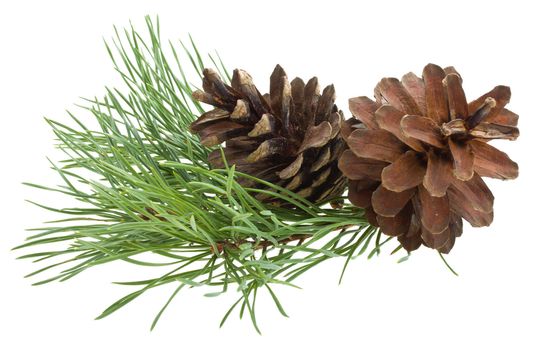 close-up pine branch with cones, isolated on white