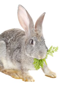 close-up rabbit eating carrot leaf, isolated on white