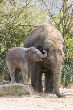 Playing asian baby elephant climbing on rock