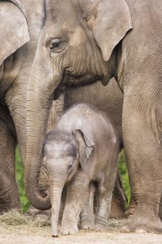 Asian baby elephant standing between the big legs of her family